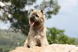 CAIRN TERRIER 546